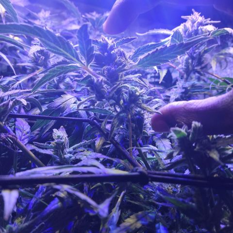 RoMelly growlog timeline photo