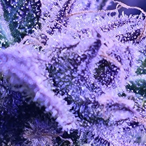 RoMelly growlog timeline photo