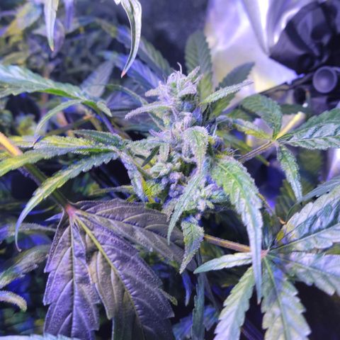 RoMelly growlog timeline photo