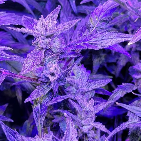 RoMelly growlog timeline photo