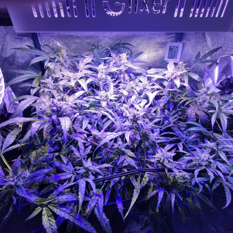 RoMelly growlog timeline photo