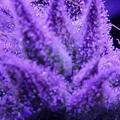 RoMelly growlog timeline photo