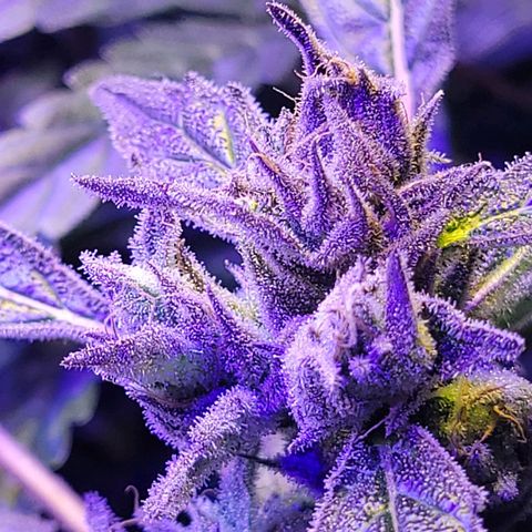 RoMelly growlog timeline photo