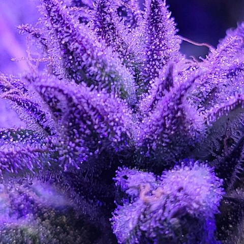 RoMelly growlog timeline photo