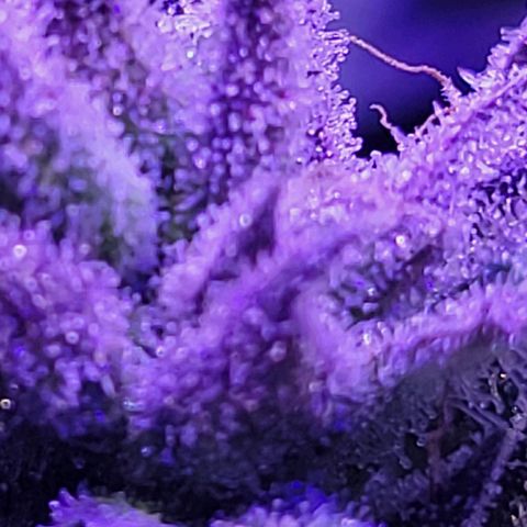 RoMelly growlog timeline photo
