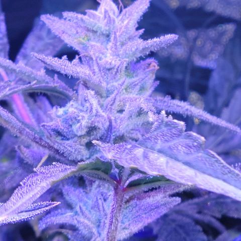 RoMelly growlog timeline photo