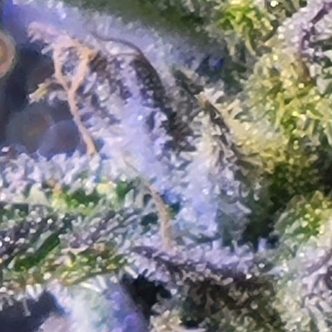RoMelly growlog timeline photo
