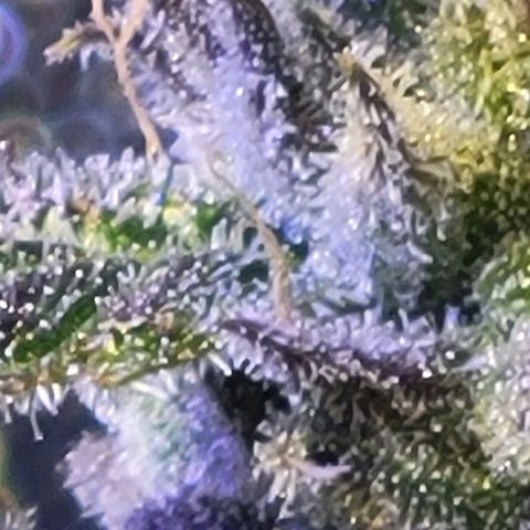 RoMelly growlog timeline photo