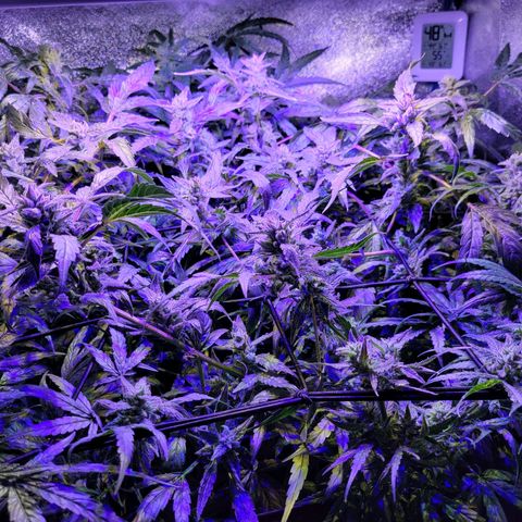 RoMelly growlog timeline photo