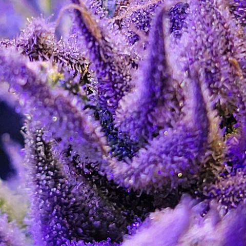 RoMelly growlog timeline photo
