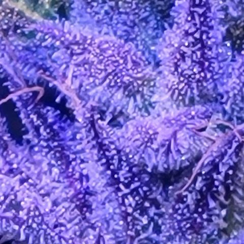 RoMelly growlog timeline photo