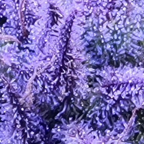 RoMelly growlog timeline photo