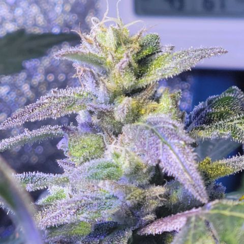 RoMelly growlog timeline photo