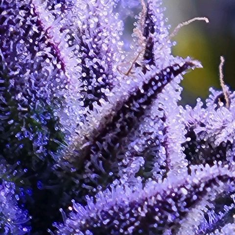 RoMelly growlog timeline photo