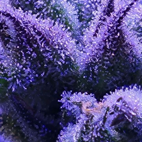 RoMelly growlog timeline photo