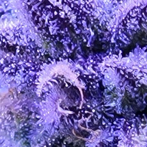 RoMelly growlog timeline photo