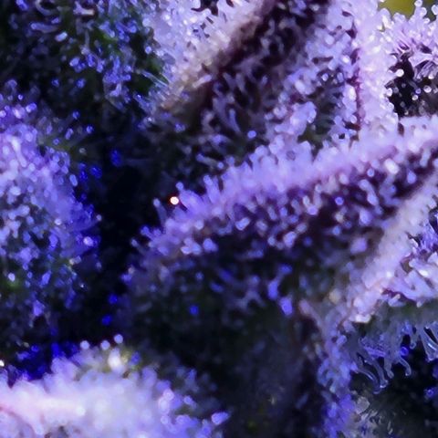 RoMelly growlog timeline photo