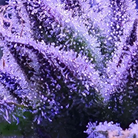 RoMelly growlog timeline photo