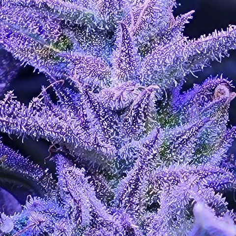 RoMelly growlog timeline photo