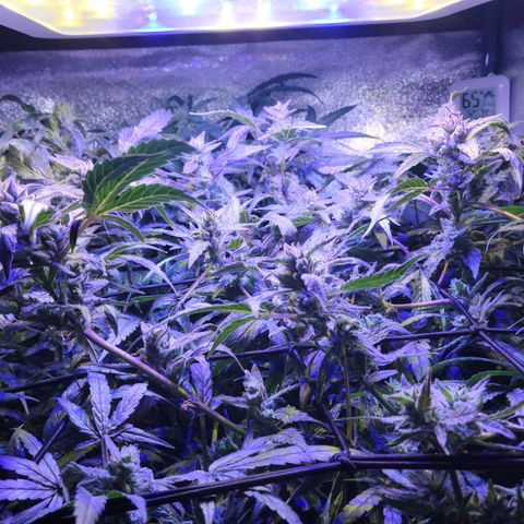 RoMelly growlog timeline photo