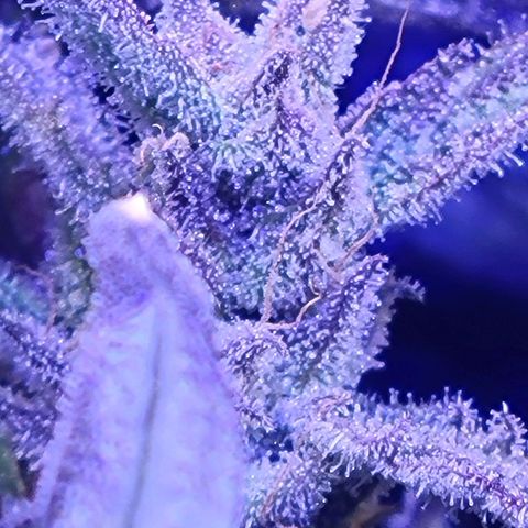 RoMelly growlog timeline photo