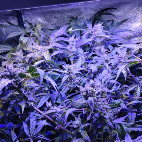 RoMelly growlog timeline photo