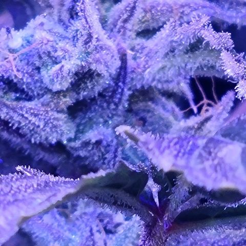 RoMelly growlog timeline photo