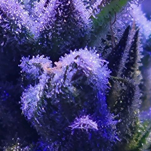 RoMelly growlog timeline photo