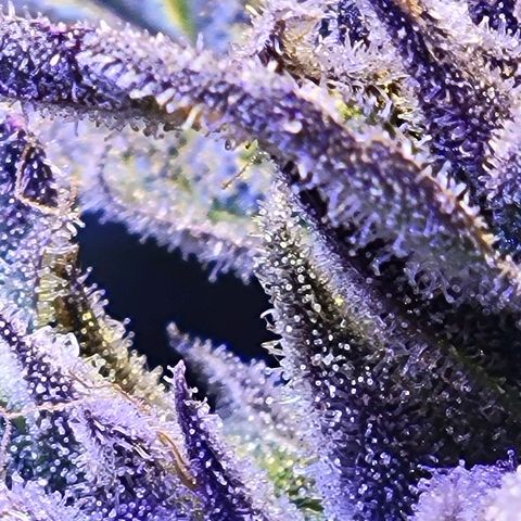 RoMelly growlog timeline photo