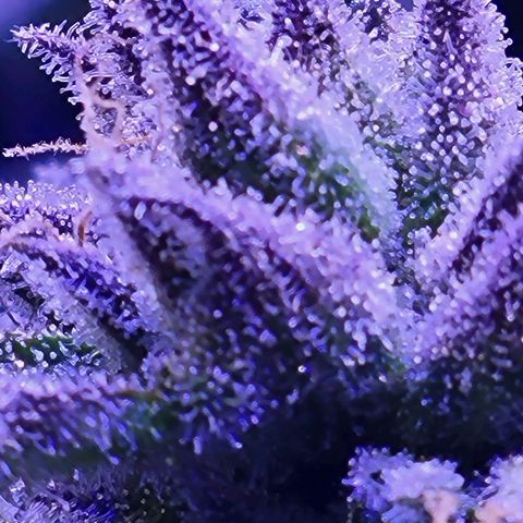 RoMelly growlog timeline photo