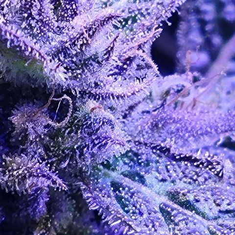 RoMelly growlog timeline photo