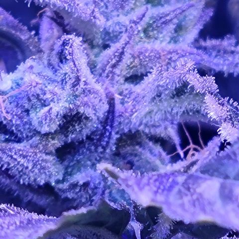RoMelly growlog timeline photo