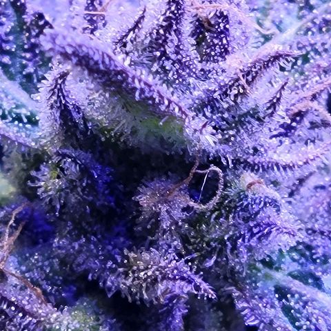 RoMelly growlog timeline photo