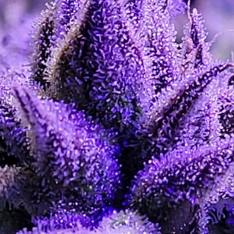 RoMelly growlog timeline photo