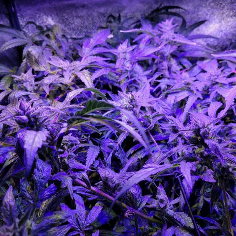 RoMelly growlog timeline photo