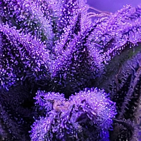 RoMelly growlog timeline photo