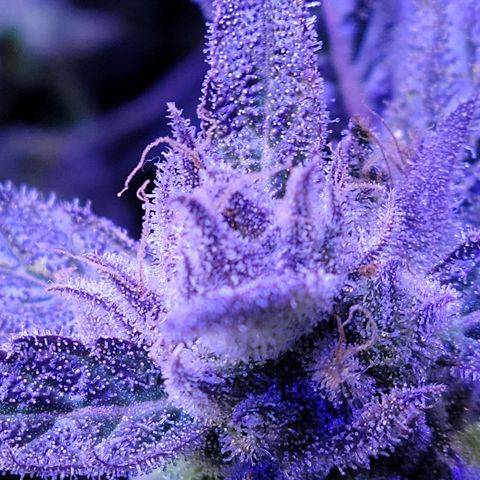 RoMelly growlog timeline photo