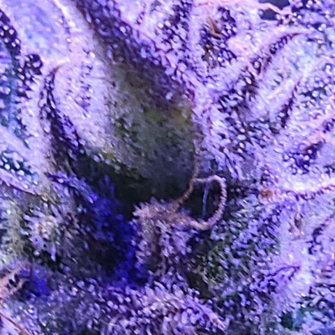 RoMelly growlog timeline photo