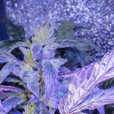 RoMelly growlog timeline photo