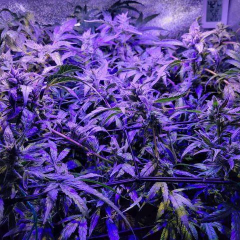 RoMelly growlog timeline photo