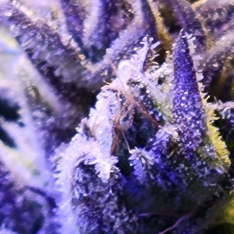 RoMelly growlog timeline photo