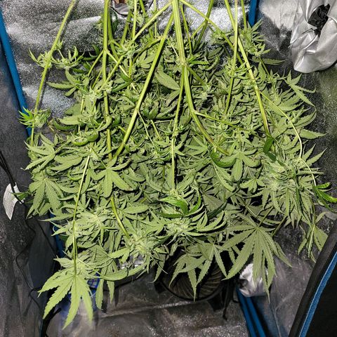 RoMelly growlog timeline photo