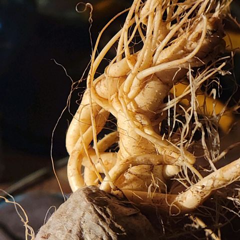 RoMelly growlog timeline photo