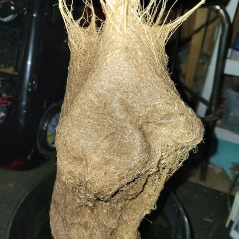 RoMelly growlog timeline photo