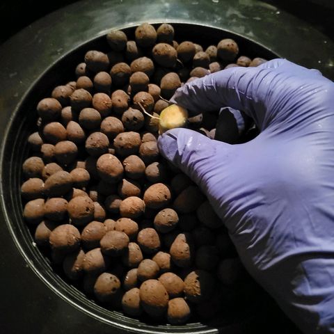 RoMelly growlog timeline photo