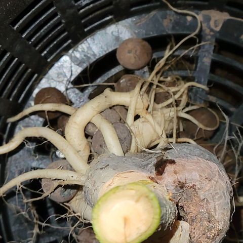 RoMelly growlog timeline photo