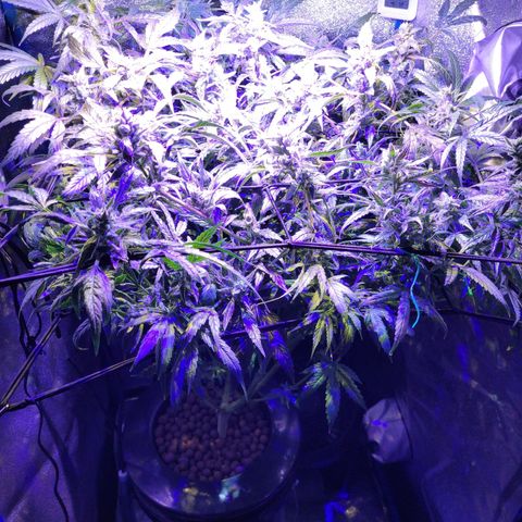 RoMelly growlog timeline photo
