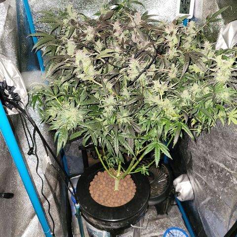 RoMelly growlog timeline photo