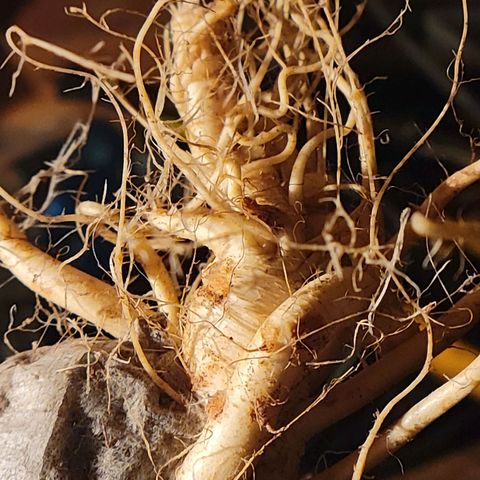 RoMelly growlog timeline photo