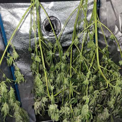 RoMelly growlog timeline photo